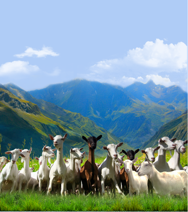 ������s ����Դ�s�@ʳƷ�硰�Zؐ����(ji��ng)�����ت�(ji��ng)��(ji��ng)